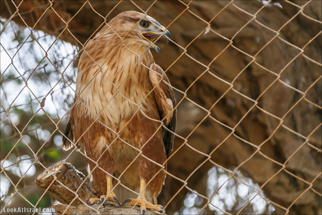 LookAtIsrael.com - Заповедник библейских животных Хай Бар | Hai Bar reserve | חי בר