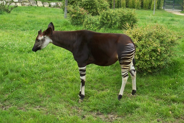 [2011.07.26-049%2520okapi%255B3%255D.jpg]
