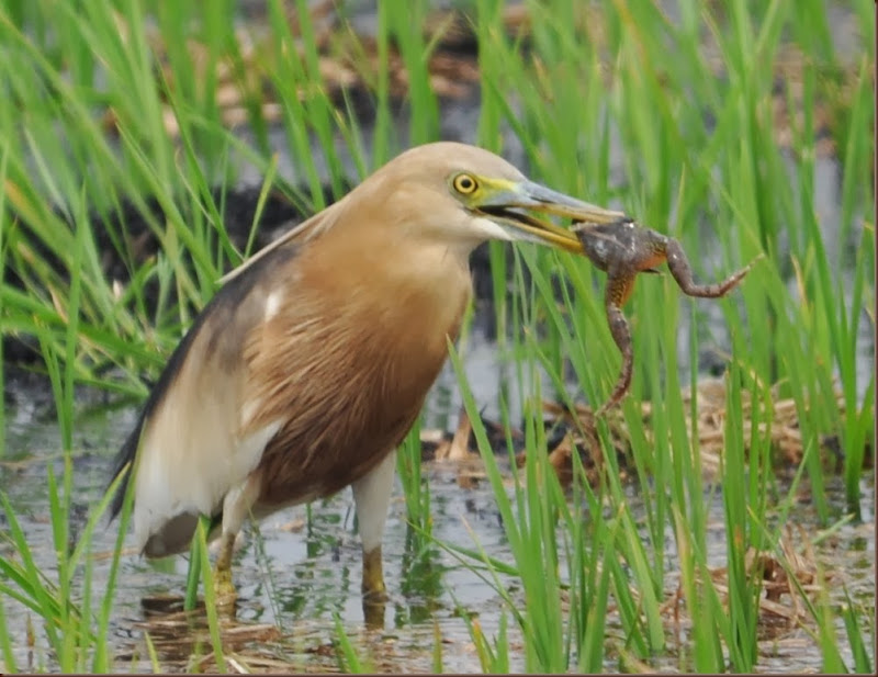 Javan Pond Heron eating a frog