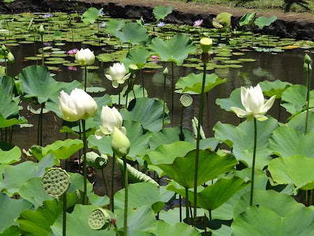Obiective turistice Mauritius: Flori de lotus