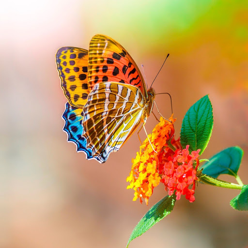 Hd-141135-ascw141135