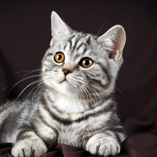 Hd-177191-ascw177191