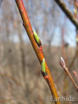 Buds on some brush March 25
