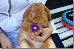 conejos con flor (7)