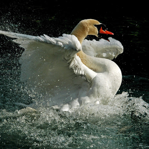 Hd-153234-ascw153234