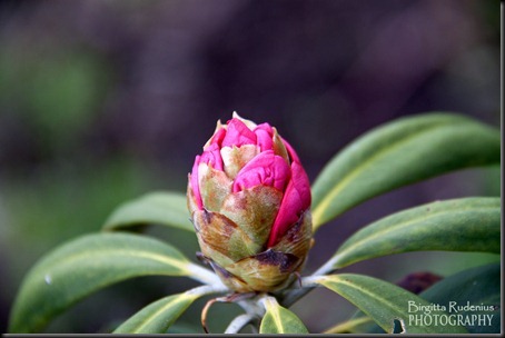 blom_20120516_rhododendron3