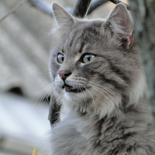 Hd-141602-ascw141602