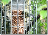 dp bird feeder