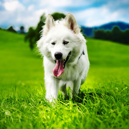 Hd-160030-ascw160030