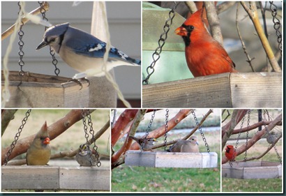 feeder visitors0215