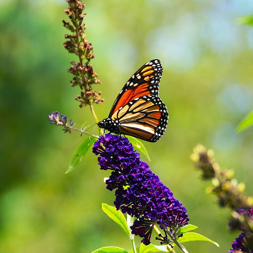 Hd-142745-ascw142745