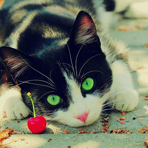 Hd-162535-ascw162535