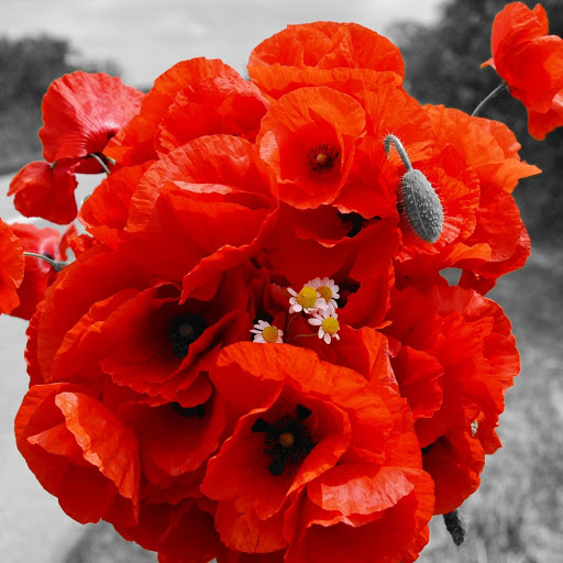 Hd-183782-ascw183782