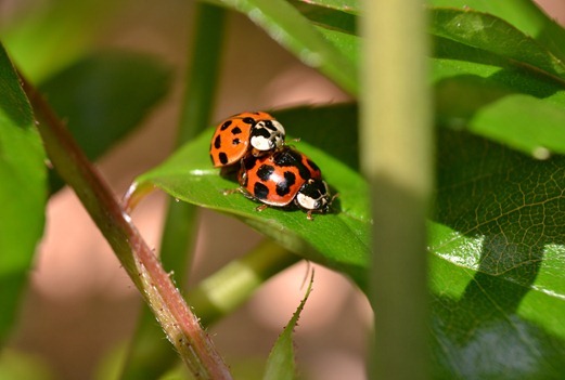 A pair of unusual ladybirds mating