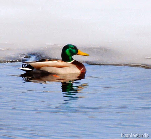 5. mallard-kab