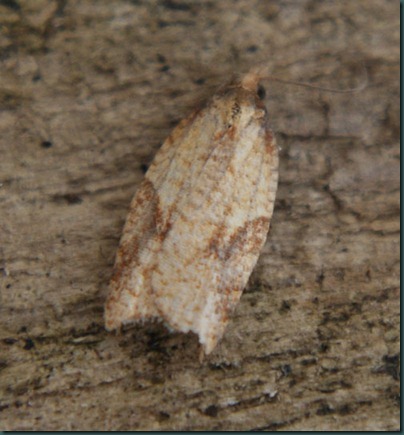 Rhomboid Tortrix Acleris rhombana top