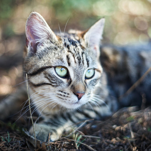 Hd-160875-ascw160875