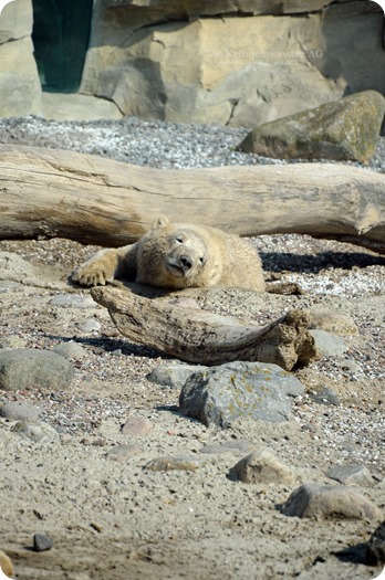 Wremen 29.07.14 Zoo am Meer Bremerhaven 07 Lale