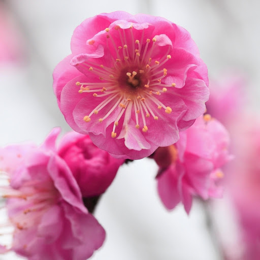 Hd-177198-ascw177198