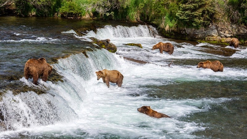 brooks-falls-bears-5