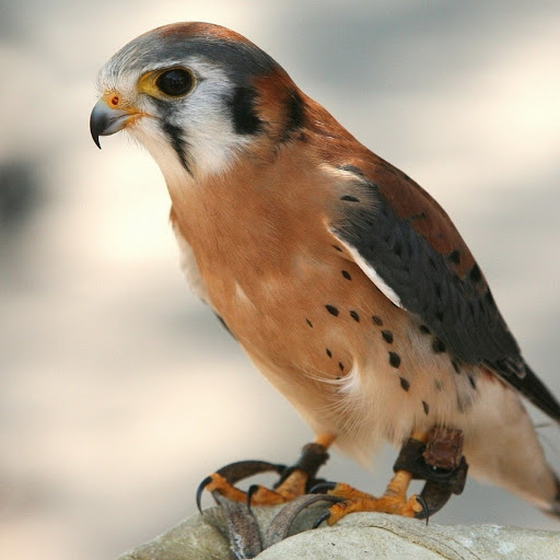 Hd-180104-ascw180104