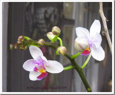 01-14-orchids