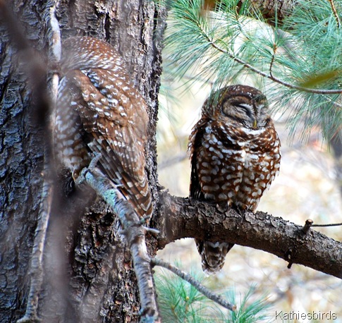 1. spotted owls-kab