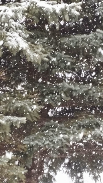 Let it snow, let it snow (cell photo by Trisha)