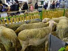2015.02.26-089 moutons Lacaune