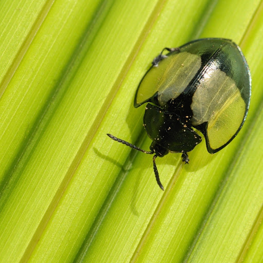 Hd-155014-ascw155014