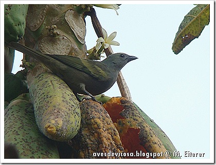 Tangara palmarum . Foto: M. Eiterer