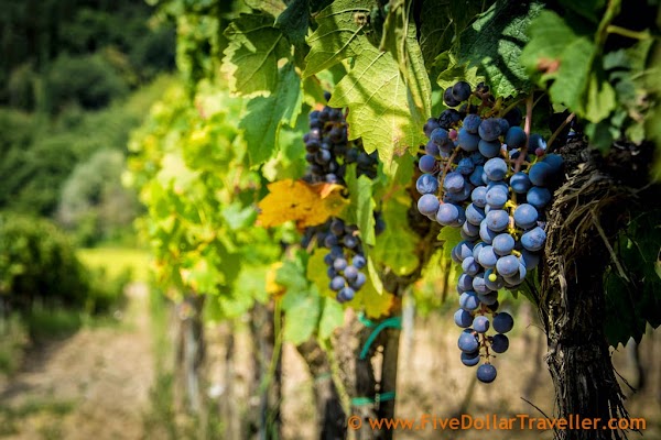 Tuscany Bike tours-6.jpg Tuscany Bike tours-6.jpg