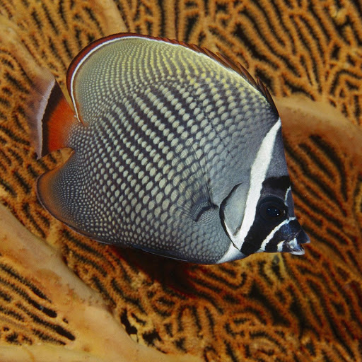 Hd-139537-ascw139537