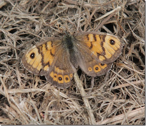 75-wall-butterfly