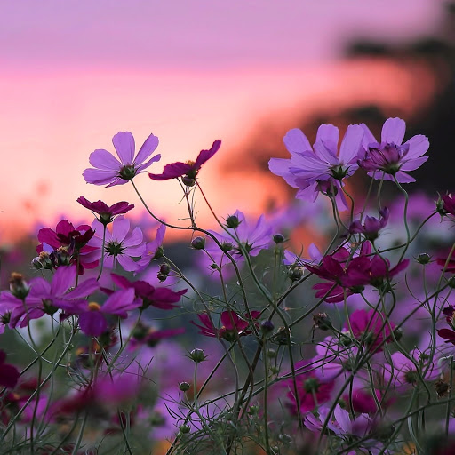 Hd-164412-ascw164412