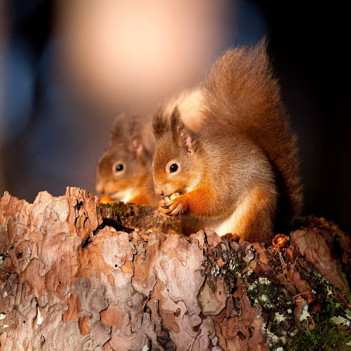 Hd-145371-ascw145371