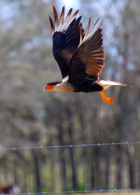 2. Crested Caracara taking flight-kab
