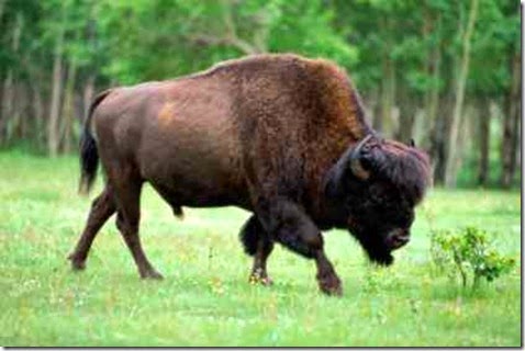 bisontes americanos, diferencias, herviboros, animales