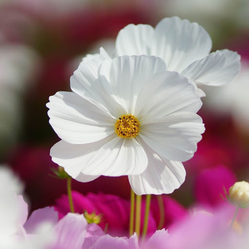 Hd-149431-ascw149431