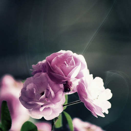 Hd-137720-ascw137720