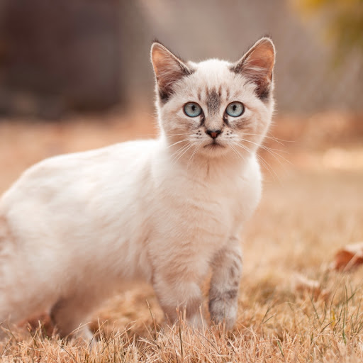 Hd-184748-ascw184748