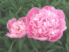 Spring 2012 dads pink double peonies w ant2