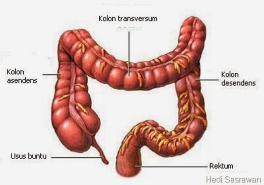 Salah satu ciri makhluk hidup adalah memerlukan makanan Sistem Pencernaan Pada Manusia (Artikel Lengkap)