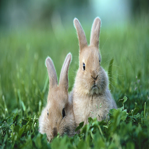 Hd-170335-ascw170335