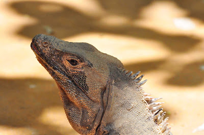 Large iguana near the pool at Buena Vista, Quepos, Costa Rica.