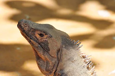 Large iguana near the pool at Buena Vista, Quepos, Costa Rica.