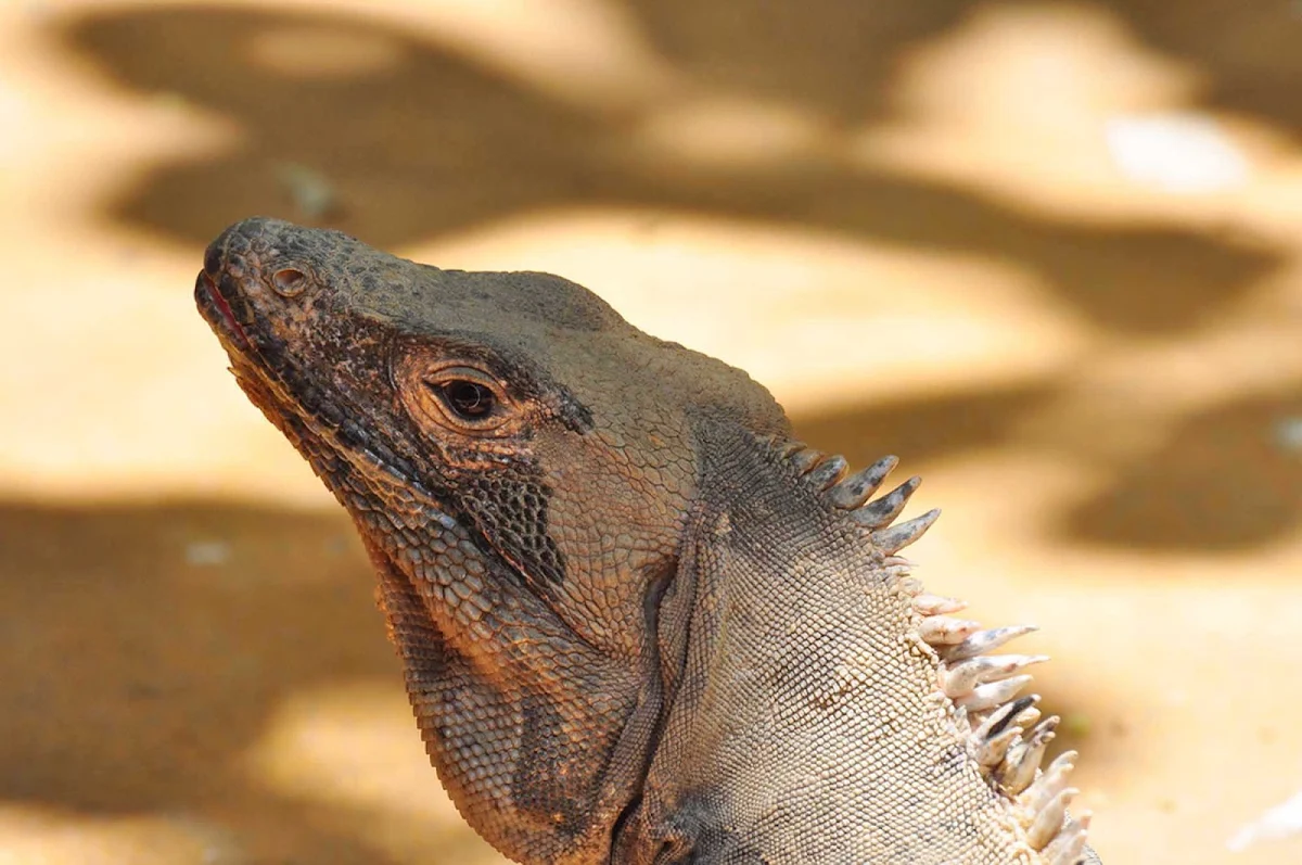 iguana-Costa-Rica - Large iguana near the pool at Buena Vista, Quepos, Costa Rica.
