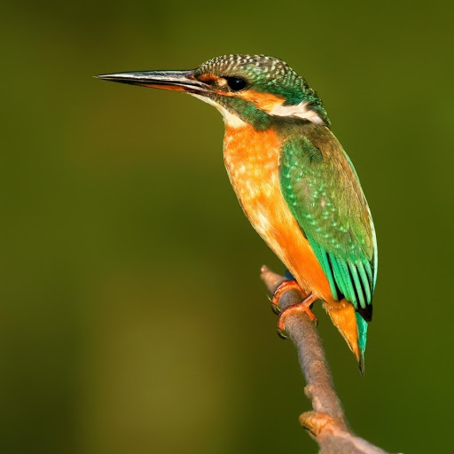 Hd-178217-ascw178217