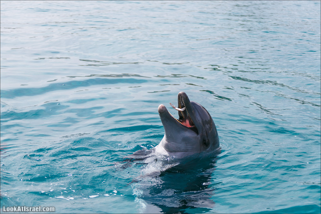 LookAtIsrael.com - Фото путешествия по Израилю | Дельфиний риф в Эйлате. Дельфинарий | Dolphins reef in Eilat | דולפינריום באילת