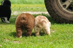 Puppy bums